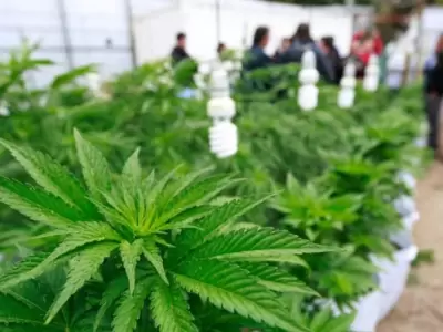 cannabis-ok