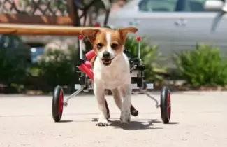 perro-silla