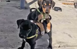 perritos-sisi