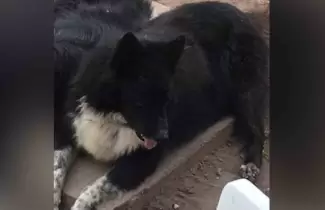ok-perro-si