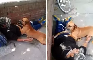 perro-ambulancia