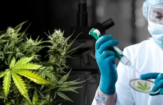 cannabis-mediciibal-1ok