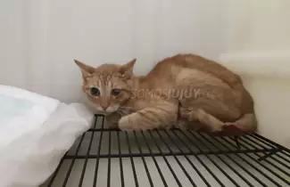 gatito