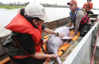 delfin