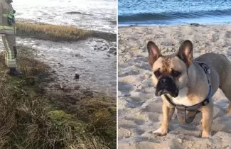 bomba-perro-ok