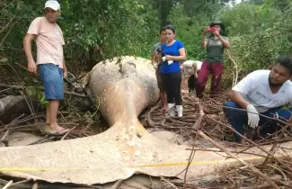ballena