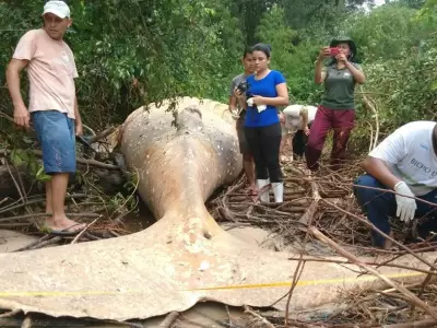ballena