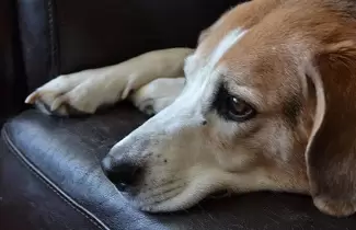 PERRITO-2