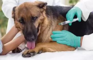 perro-2