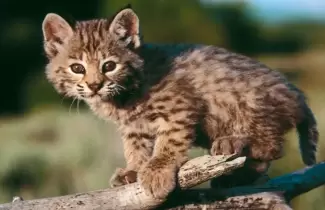 gato-montes