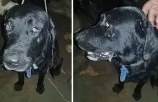 perro-adopcion