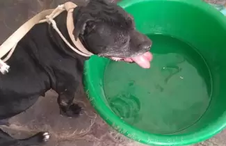 perrita-pitbull