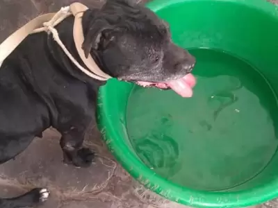 perrita-pitbull
