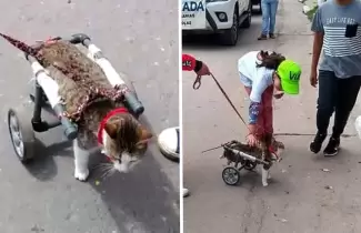 gatito-1
