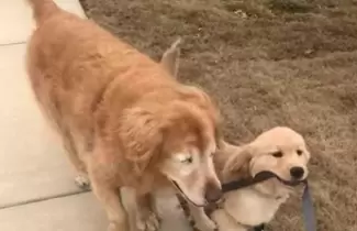 perrito