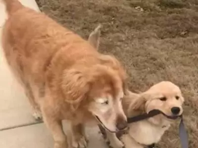 perrito