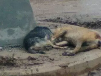 perros-libertador