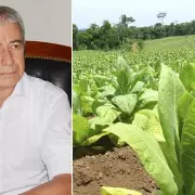 En pleno acopio y disconforme por el precio, la Cámara del Tabaco de Jujuy busca una solución para los productores