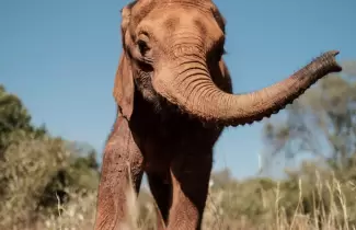 elefante