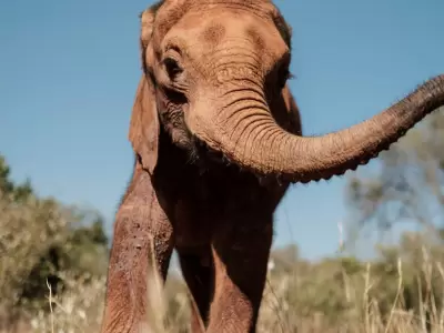 elefante