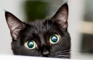 gatito