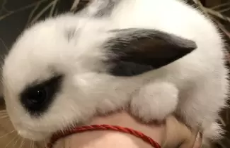 conejo
