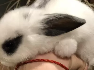 conejo