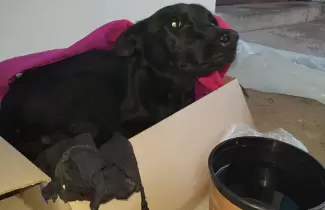 negrita