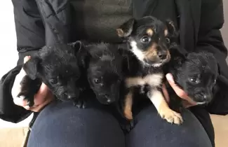 cachoros