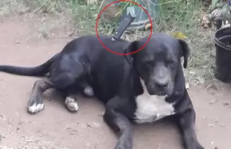 PERRO-CUCHILLO