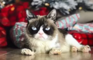 grumpy-cat