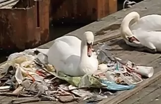 cisne