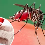 Dengue en Jujuy: hay cerca de 45 casos en estudio