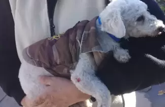caniche