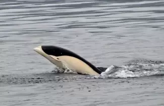 delfin
