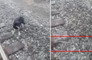 PERRITO