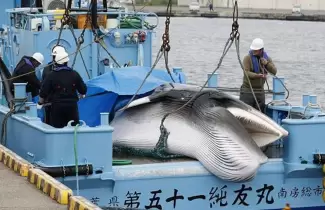 japon-ballenas