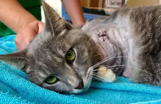 gato