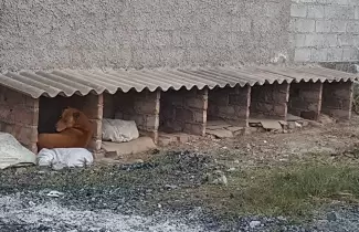 cucha-perritos