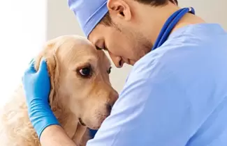 dia-del-veterinario