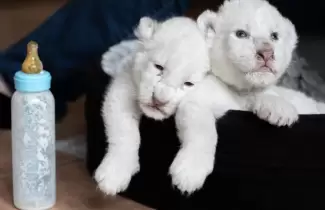 leones