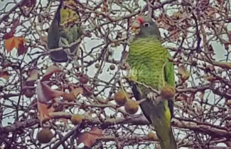 loros