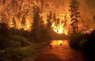 amazonas-incendio