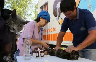 plan-de-castracion