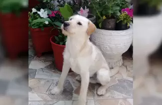 Mailo-
