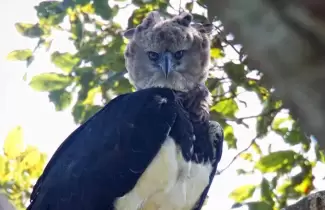 aguila-harpia