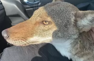 coyote