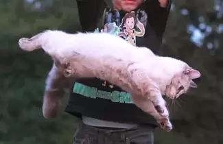 gato-maltrato-cambiemos