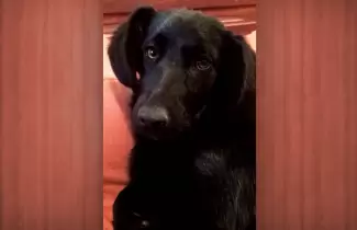 PERRITO