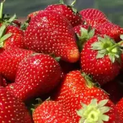 Fin de temporada de la frutilla: conocé a cuánto se vende el cajón
